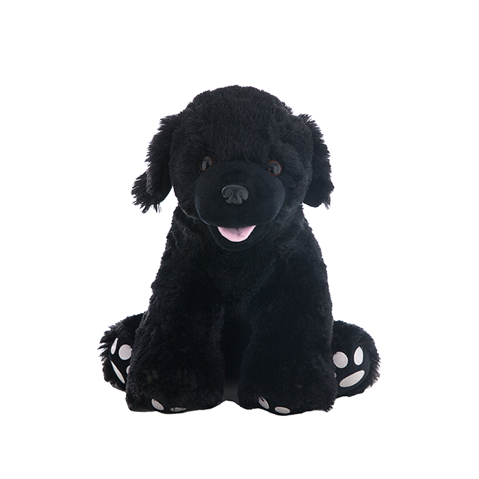 Soft and adorable black Labrador