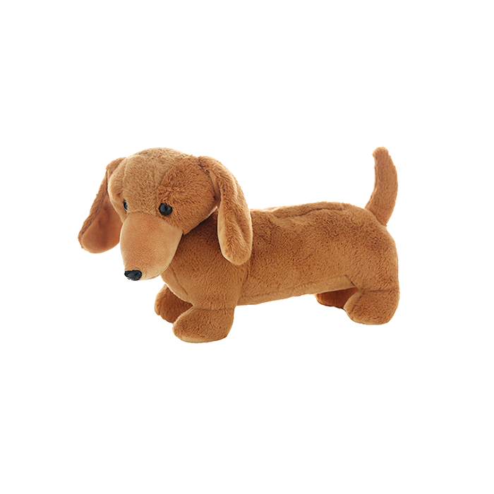 Adorable small dachshund in soft brown color
