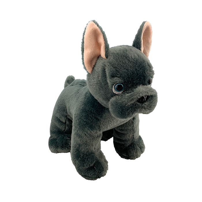 Grey colored french bulldog with the most sincere blue eyes