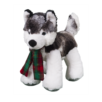 Adorable super soft husky with a christmas scarf in red and green around its neck