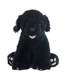 Soft and adorable black Labrador