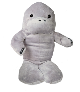 Cute manatee, not too chubby, not too thin, just right