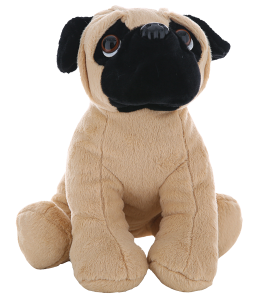 Super cute pug in light brown with black ears and face, deep loyal brown eyes