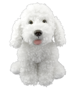 Dog with white textured soft fur and a small bit or pink tongue hanging out its cute mouth