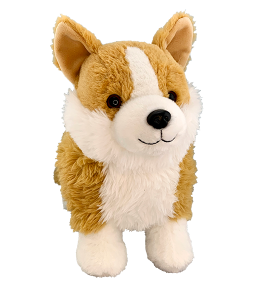 Super adorable welsh corgi puppy