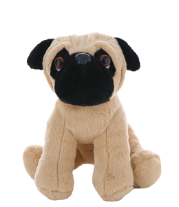 Super cute pug in light brown with black ears and face, deep loyal brown eyes