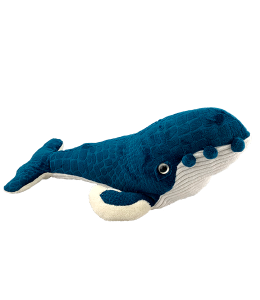 Deep blue textured humpback whale with tubercles and corduroy underbelly