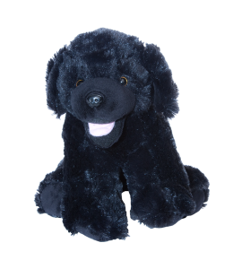 Soft and adorable black Labrador