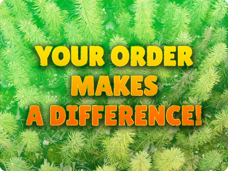 Your Order makes a Difference text over a picture of tree saplings